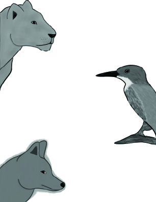 Animal Layer of the Design